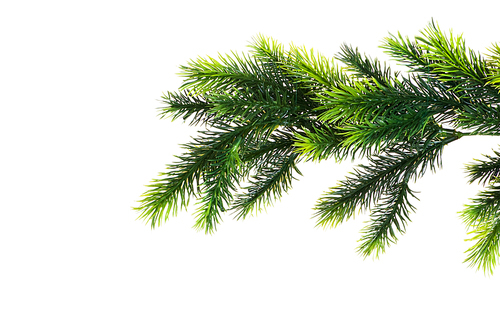 Close Up Of Fir Tree Branch Isolated On White