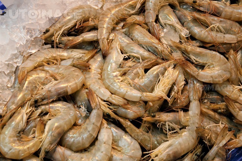 프리진 - 스톡 이미지, 사진, 일러스트, 벡터, 웹디자인. 이미지 사이트