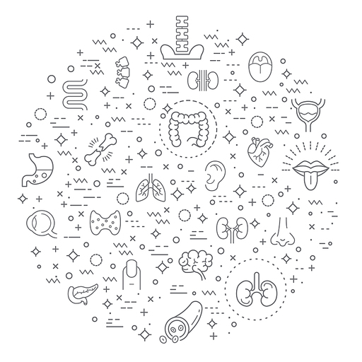 Simple Set of organ and human anatomy Related Vector Line Icons. Vector collection of medical, heart, liver, brain, bones, lung, kidney, bladder, eye, tooth and design elements symbols