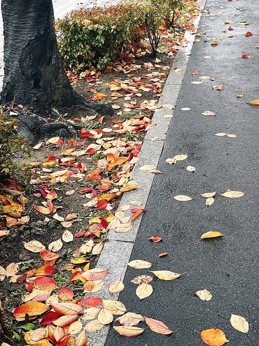 가을비 내린 길