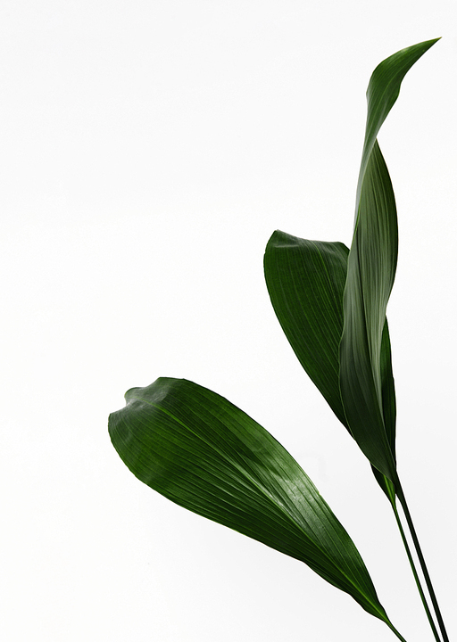 트로피컬 잎, TROPICAL LEAVES ON WHITE BACKGROUND