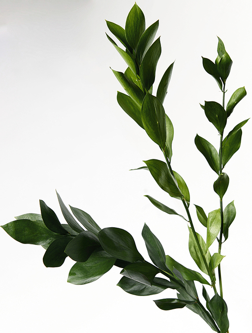 트로피컬 잎, TROPICAL LEAVES ON WHITE BACKGROUND