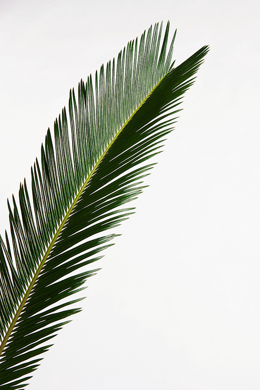 트로피컬 잎, TROPICAL LEAVES ON WHITE BACKGROUND