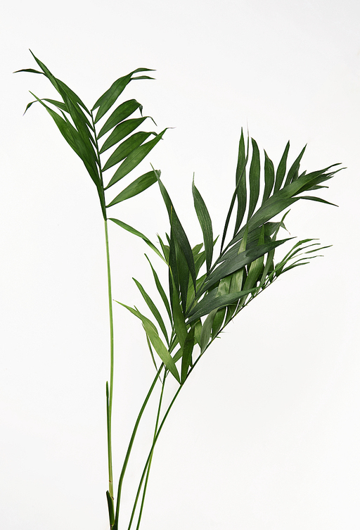 트로피컬 잎, tropical leaves on white background