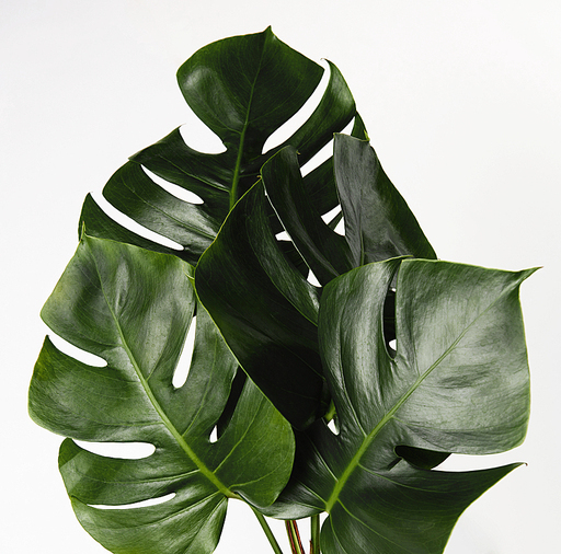 트로피컬 잎, TROPICAL LEAVES ON WHITE BACKGROUND