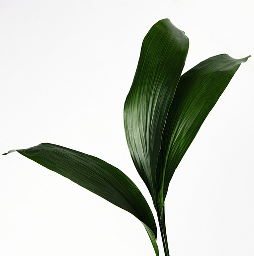 트로피컬 잎, TROPICAL LEAVES ON WHITE BACKGROUND