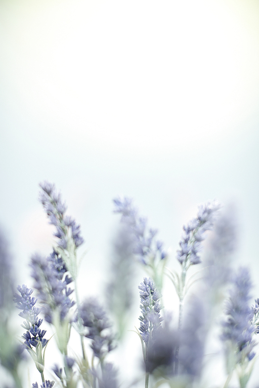 라벤더, lavender