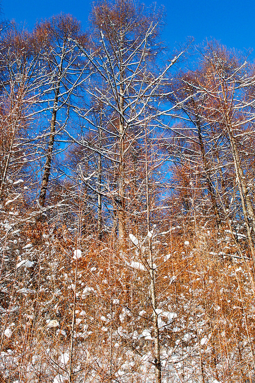 청태산 산행 중  겨울나무