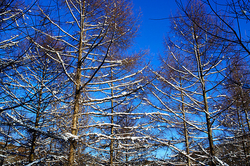 청태산 산행 중  겨울나무