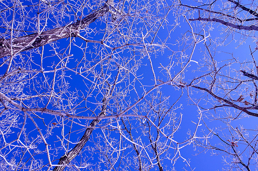 백우산 겨울나무