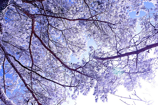 백우산 겨울나무
