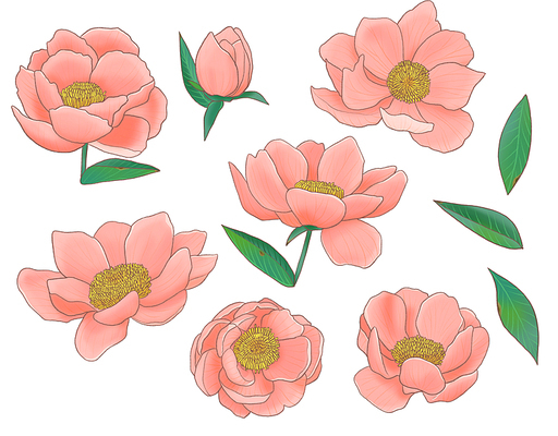 작약 꽃과 잎 peony flower and leaves illust