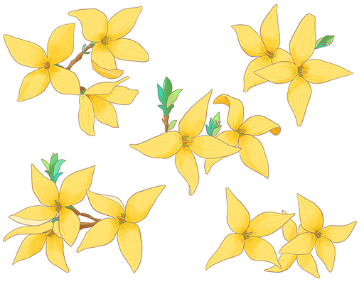 개나리 꽃 Forsythia flower illust