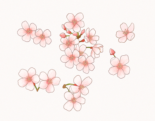 벚꽃 일러스트 개체 CHERRYBLOSSOM FLOWER ILLUST