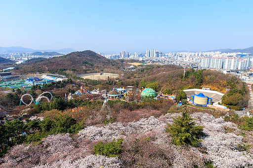 봄꽃이 피어나는 대구시 두류공원의 봄