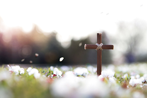 예수그리스도의 죽음과 부활을 상징하는 십자가와 봄 꽃 그리고 떨어지는 꽃잎과 밝은 햇살
