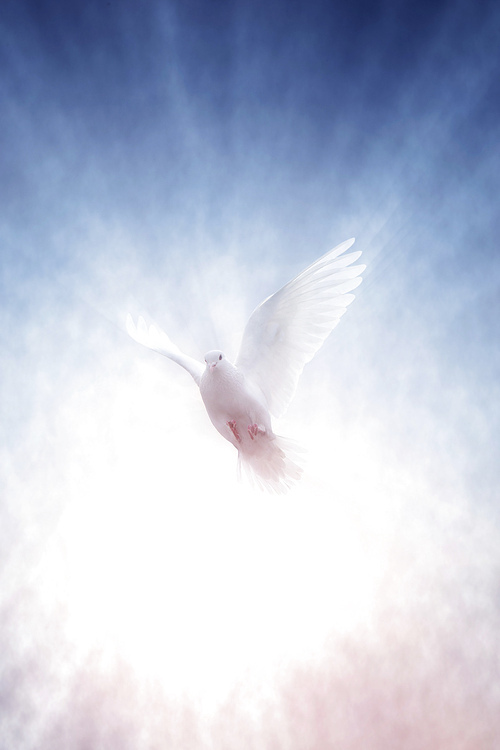 날개를 펴고 하늘로 날아오르는 흰색 비둘기와 밝은 빛줄기는 자유와 평화 그리고 희망과 사랑을 상징합니다.