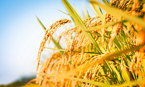 가을 햇살 곡식이 익어가는 논 풍경과 노란색 벼 이삭과 쌀 풍년 컨셉