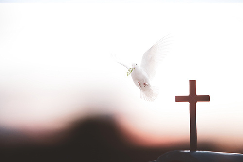 흰색 비둘기와 예수 그리스도의 거룩한 십자가는 죽음과 부활 사랑을 상징합니다.