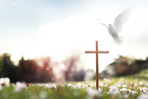 예수그리스도의 죽음과 부활을 상징하는 십자가와 봄 꽃 그리고 떨어지는 꽃잎과 밝은 햇살과 비둘기