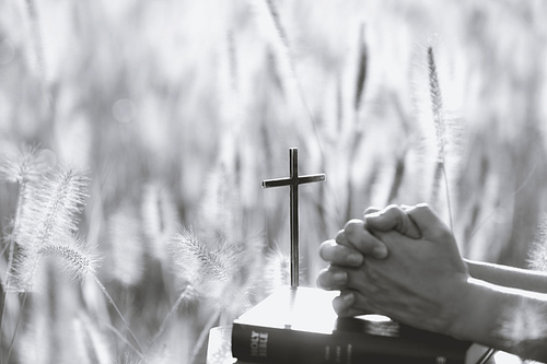 추수감사절 거룩한 성경책위에 두손모아 기도하는 손 그리고 십자가와 갈대와 보리밭 풍경