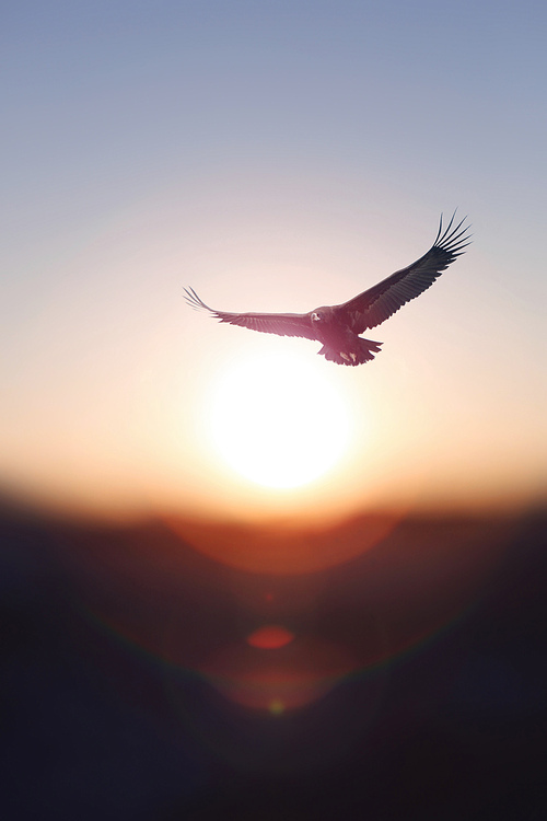 새해 떠오르는 밝은 태양과 일출 배경 그리고 큰 날개를 펴고 하늘을 높이 날고있는 독수리