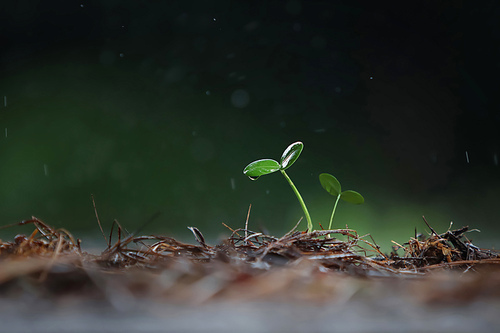 밭에 뿌려진 식물 씨앗과 초록색 새싹 어린 떡잎에 맺힌 신선한 비와 투명한 물방울 그리고 아름다운 자연 환경과 생명 컨셉