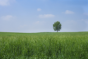 Grassland(초원)015