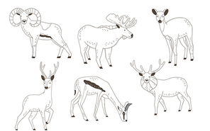 Animal 019