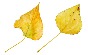 가을 소스 - 낙엽 수채화 일러스트 3