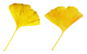 가을소스 - 낙엽 수채화 일러스트 2
