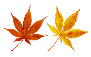 가을 소스 - 낙엽 수채화 일러스트 1