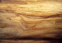 Wood Close-ups