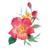 Watercolor-Flowers