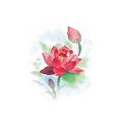 Watercolor-Flowers