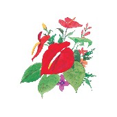 Watercolor-Flowers