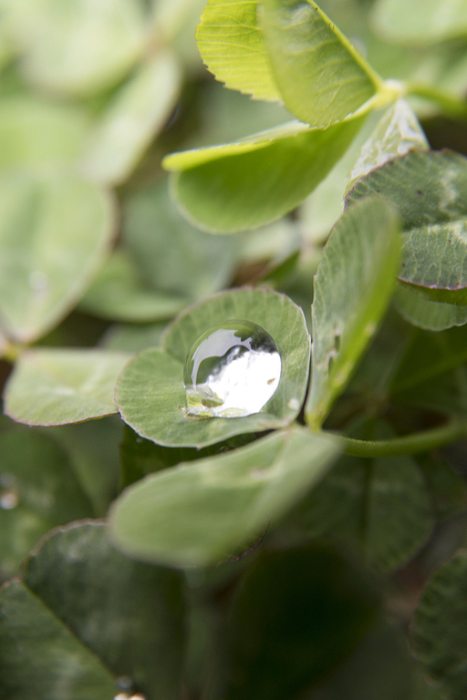 클로버 잎과 물방울