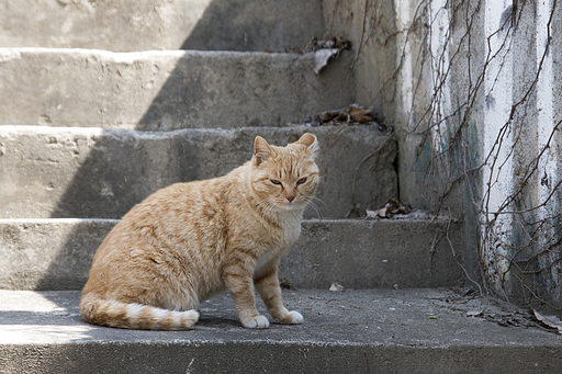 고양이 한마리