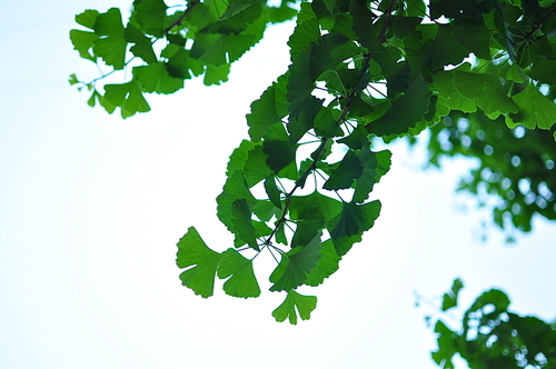 leaf(은행나무)0001