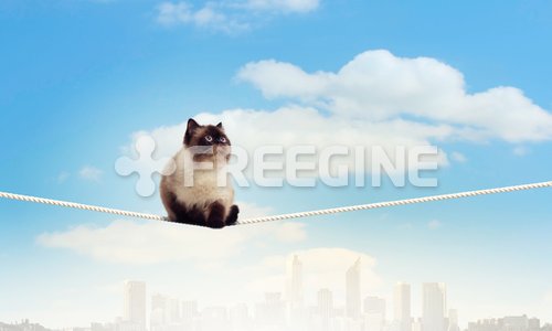 Siamese cat sitting on rope 