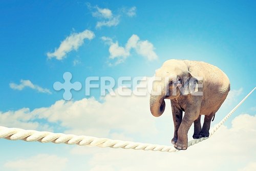 유토이미지 | Elephant walking on rope