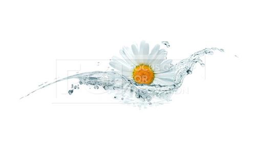 Daisy In Water