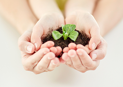 people, charity, family and ecology concept - close up of child and parent cupped hands holding soil with green sprout at home