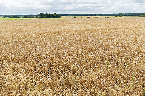 agriculture, farming, cereal and land cultivation concept - field of ripening wheat ears or rye spikes