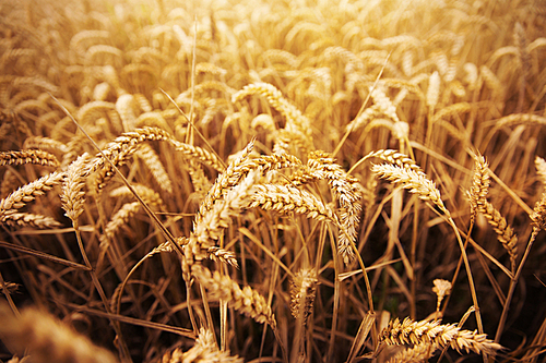 agriculture, farming, cereal , land cultivation and texture concept - field of ripening wheat ears or rye spikes