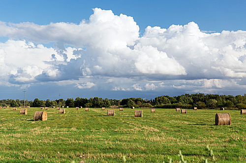 agriculture, harvesting, farming, season and nature concept - haystacks or hay rolls on summer field