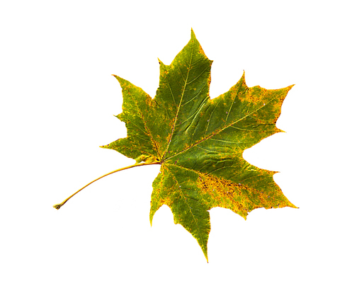 nature, season, autumn and botany concept - dry fallen maple leaf