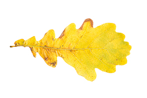 nature, season, autumn and botany concept - dry fallen yellow oak tree leaf