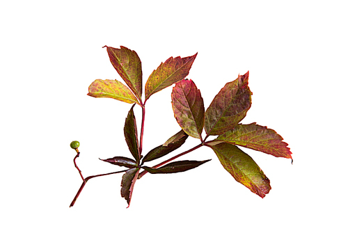nature, season, autumn and botany concept - autumn grape leaves or vine