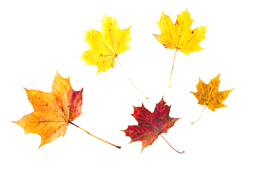 nature, season, autumn, color palette and botany concept - dry fallen maple leafs